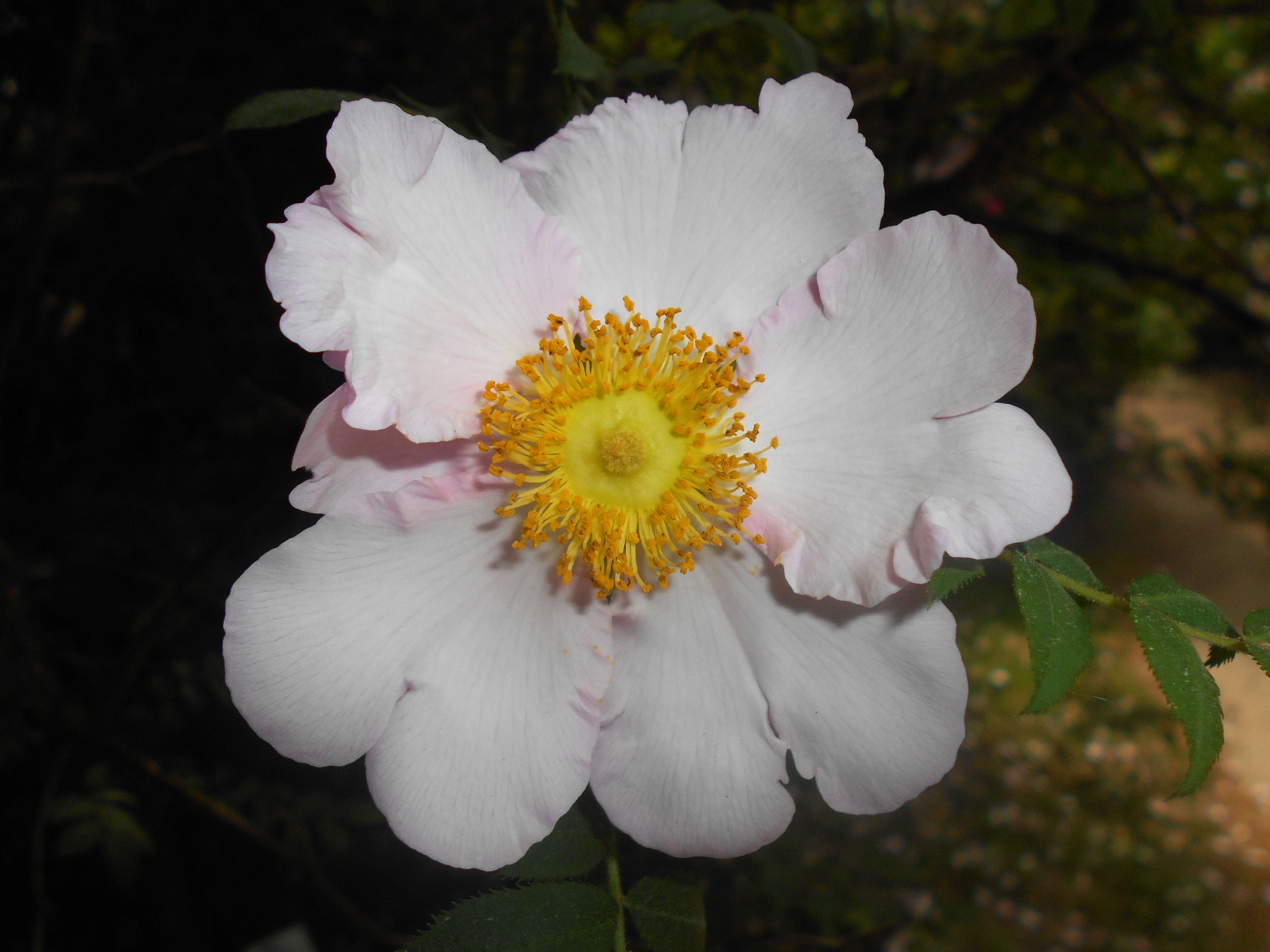 Image of chestnut rose