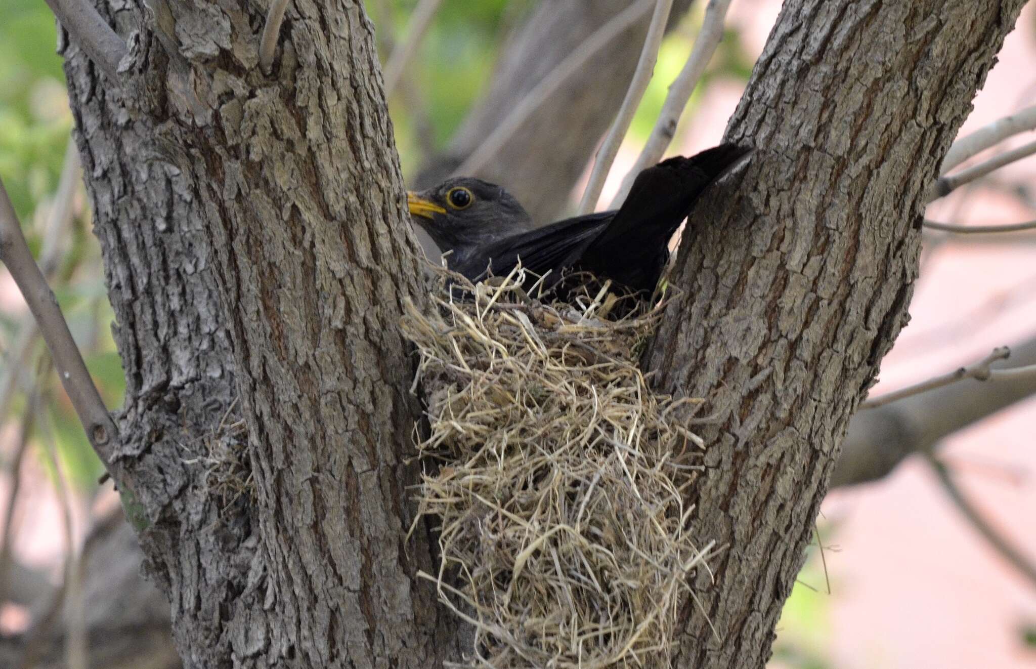 Image of Chinese Blackbird