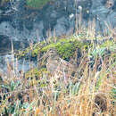 Image of Andean Snipe