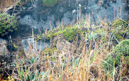 Image of Andean Snipe