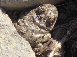 Image of Laguna Raimunda Frog