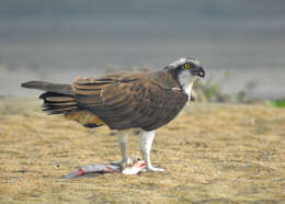 Image of ospreys