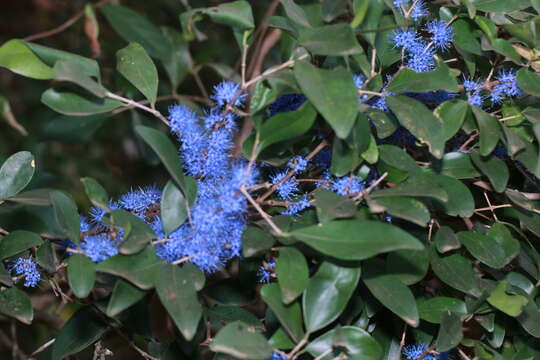 Слика од Memecylon umbellatum Burm. fil.