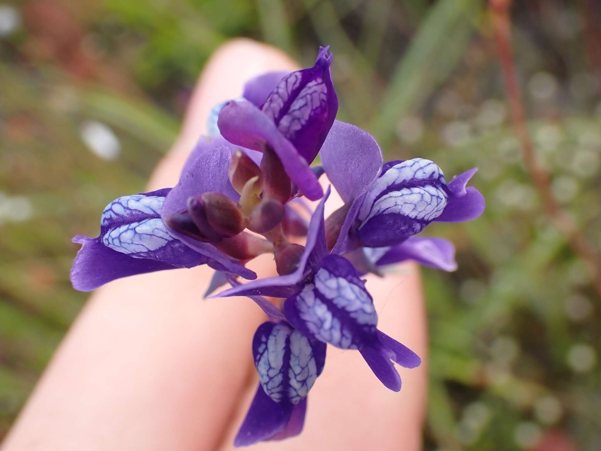 Utricularia delphinioides Thorel ex Pellegr. resmi