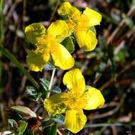 Plancia ëd Hypericum tetrapetalum Lam.