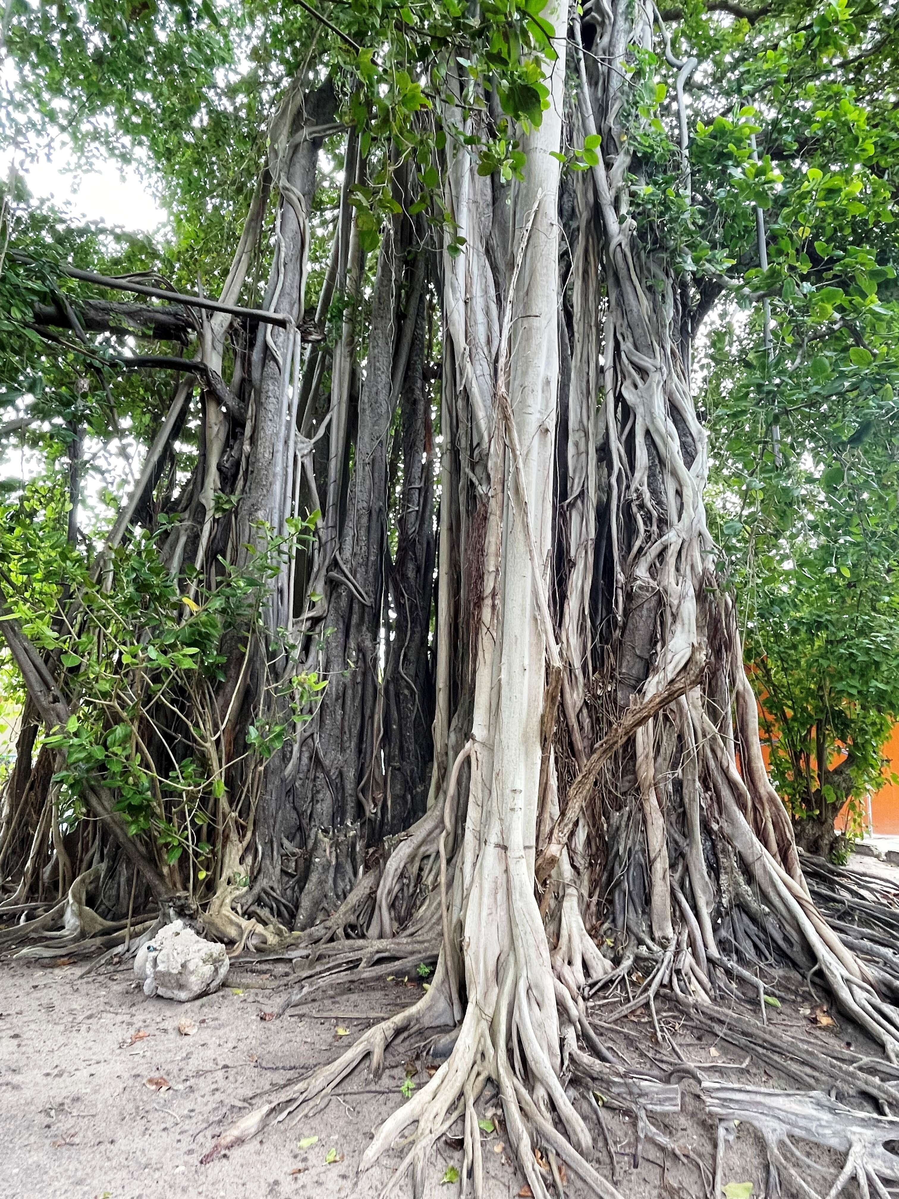 Image of Banyan