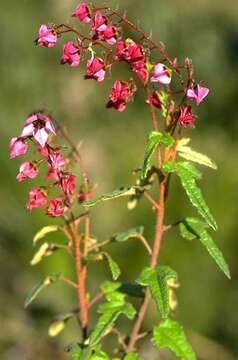 Image of Lasiopetalum glutinosum (Lindl.) F. Müll.