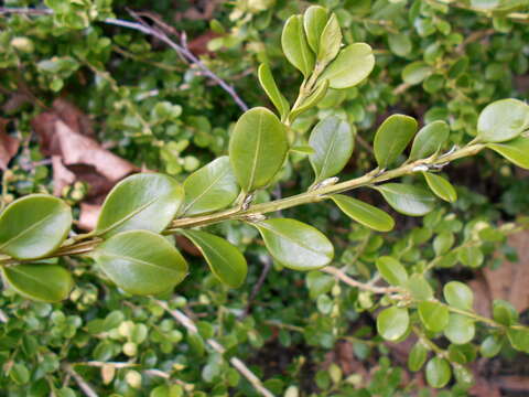 Image of Buxus sinica (Rehder & E. H. Wilson) M. Cheng