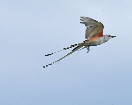 Image of Scissor-tailed Flycatcher