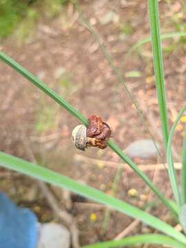 Image of Caribbean hermit crab