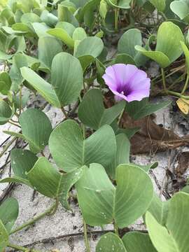 Ipomoea pes-caprae (L.) R. Brown resmi