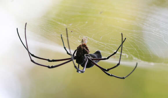 Image of Nephila pilipes (Fabricius 1793)