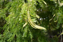 Image of Gleditsia japonica Miq.