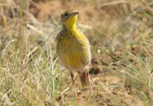 Image of Yellow-breasted Pipit