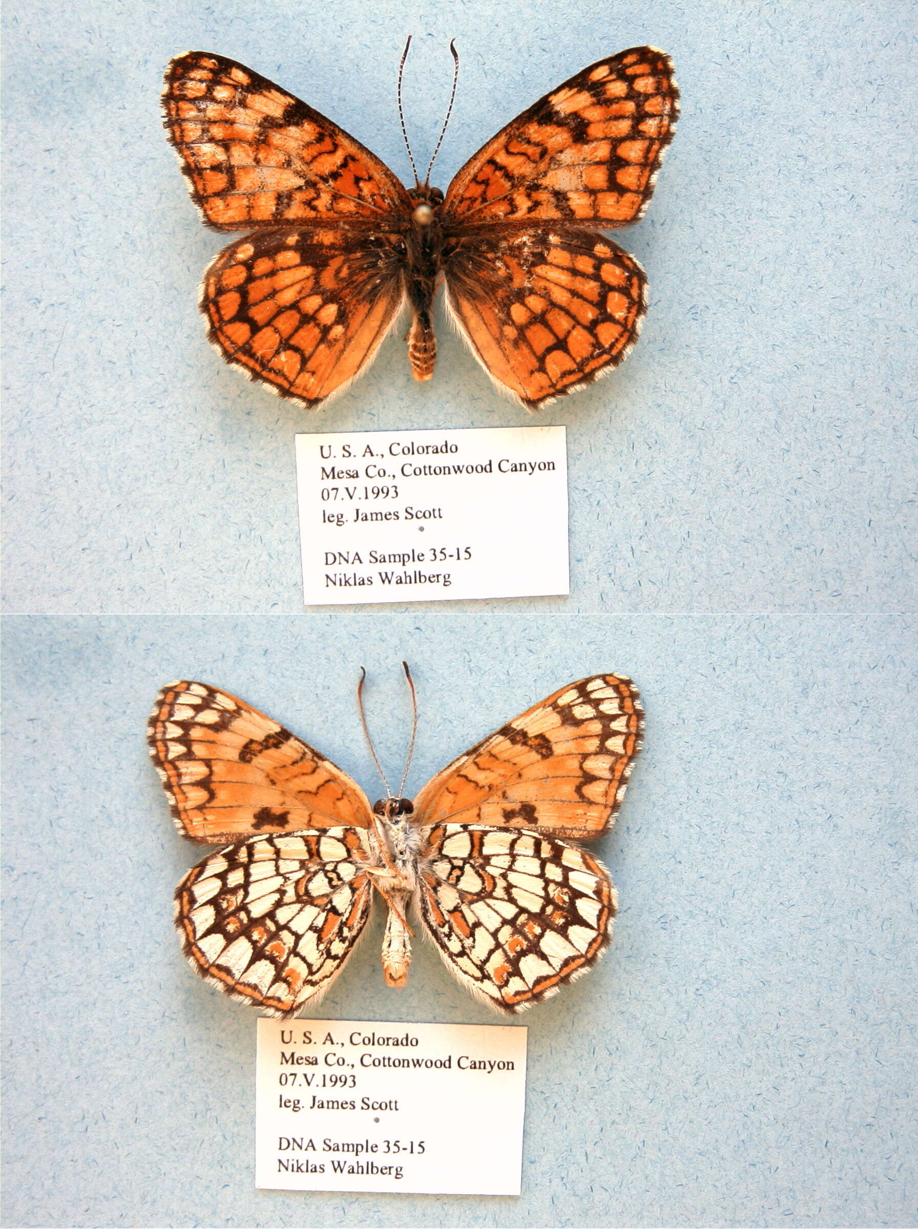 Image of Sagebrush Checkerspot