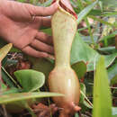 Image of Pitcher plant