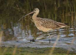 Image of Long-billed Curlew