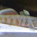 صورة Rhinogobius zhoui Li & Zhong 2009