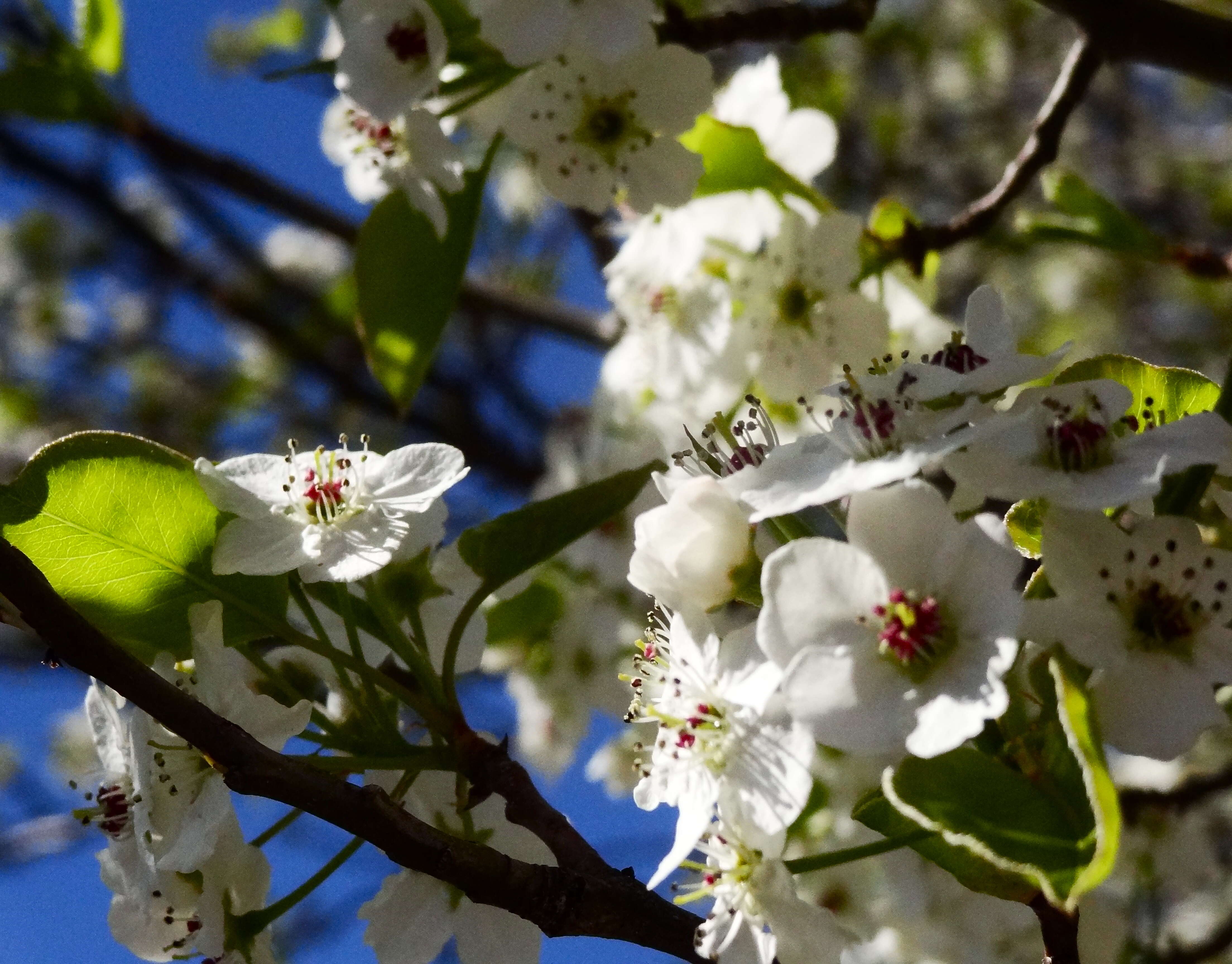 Plancia ëd Pyrus calleryana Decne.