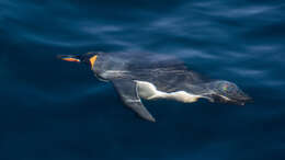 Image of King Penguin