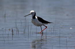 Image of Pied Stilt