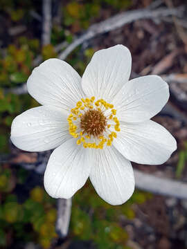 Image of Knowltonia crassifolia (Hook.) Christenh. & Byng