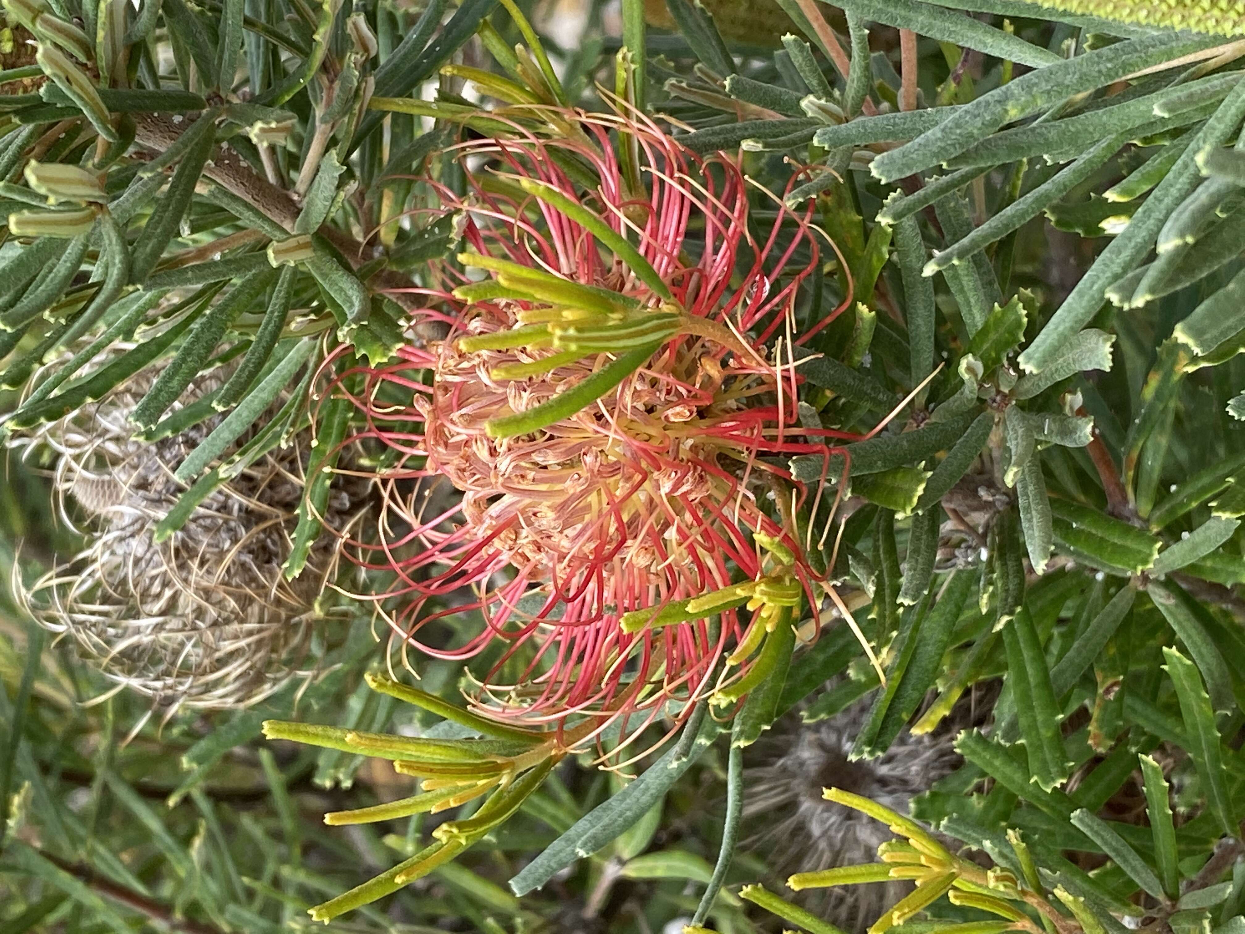 Image of Banksia occidentalis R. Br.