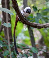 Image of cotton-top tamarin