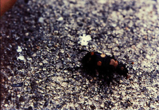 Image of American Burying Beetle