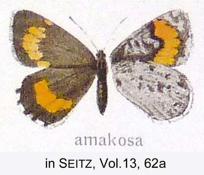 Image of Durbania amakosa Trimen 1862