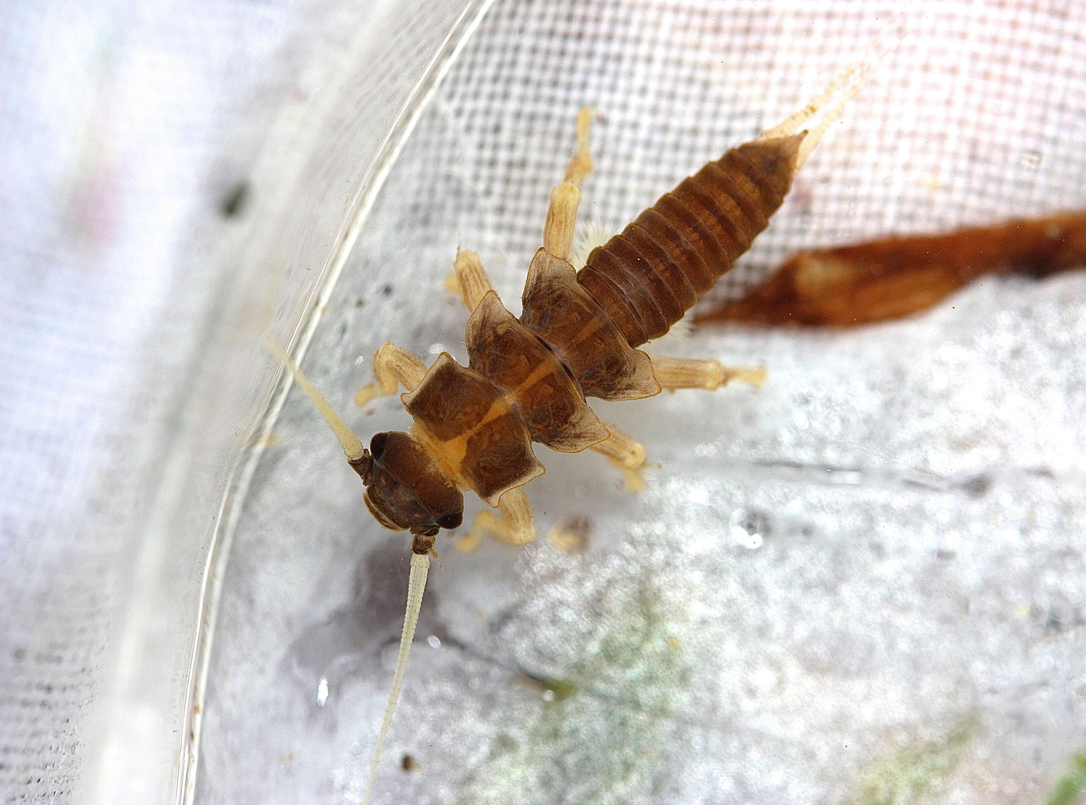 Image of American Salmonfly