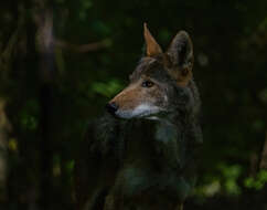 Image of Red wolf