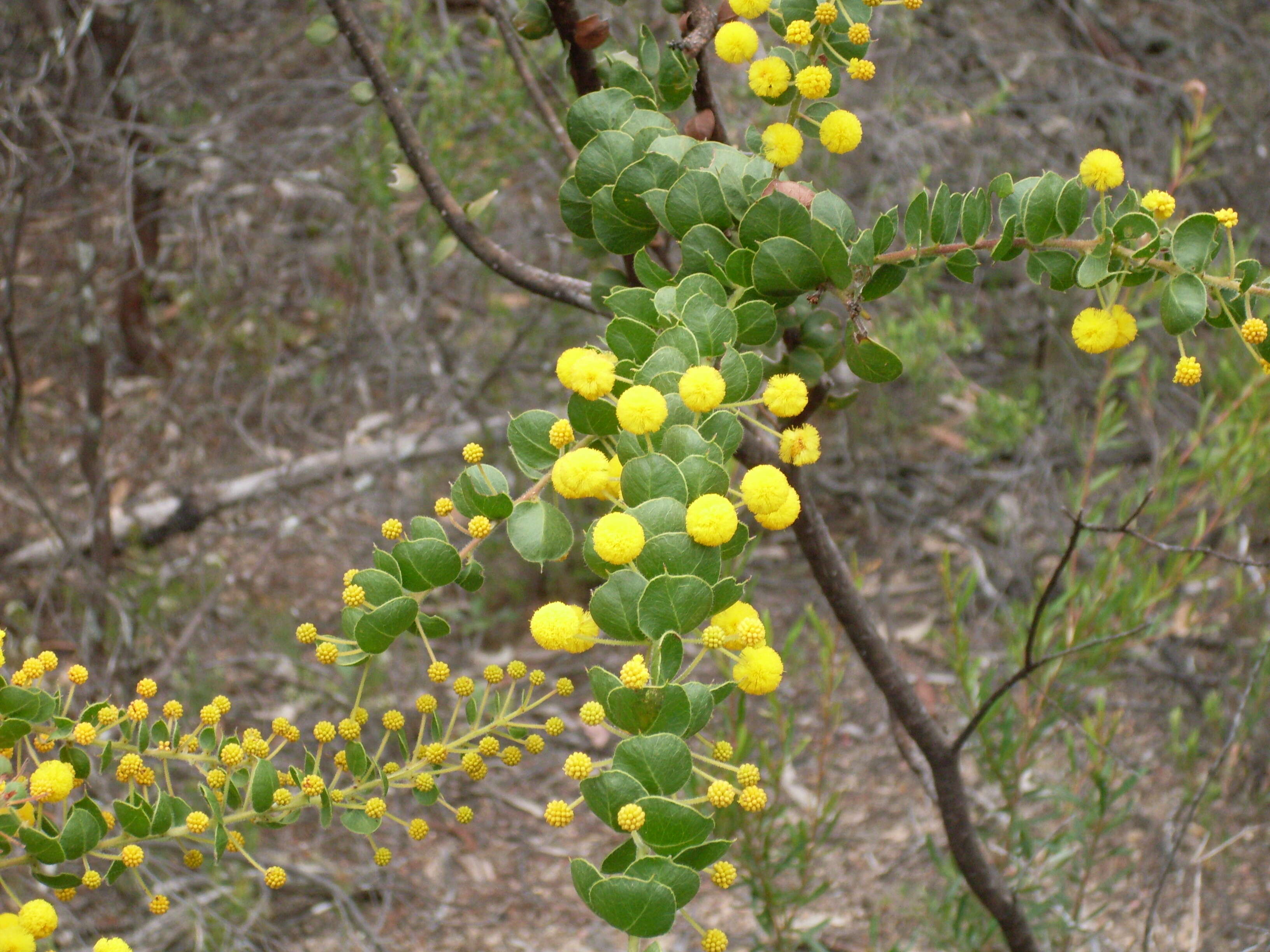 Image of Acacia uncinata Lindl.