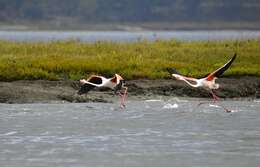 Imagem de Phoenicopterus roseus Pallas 1811