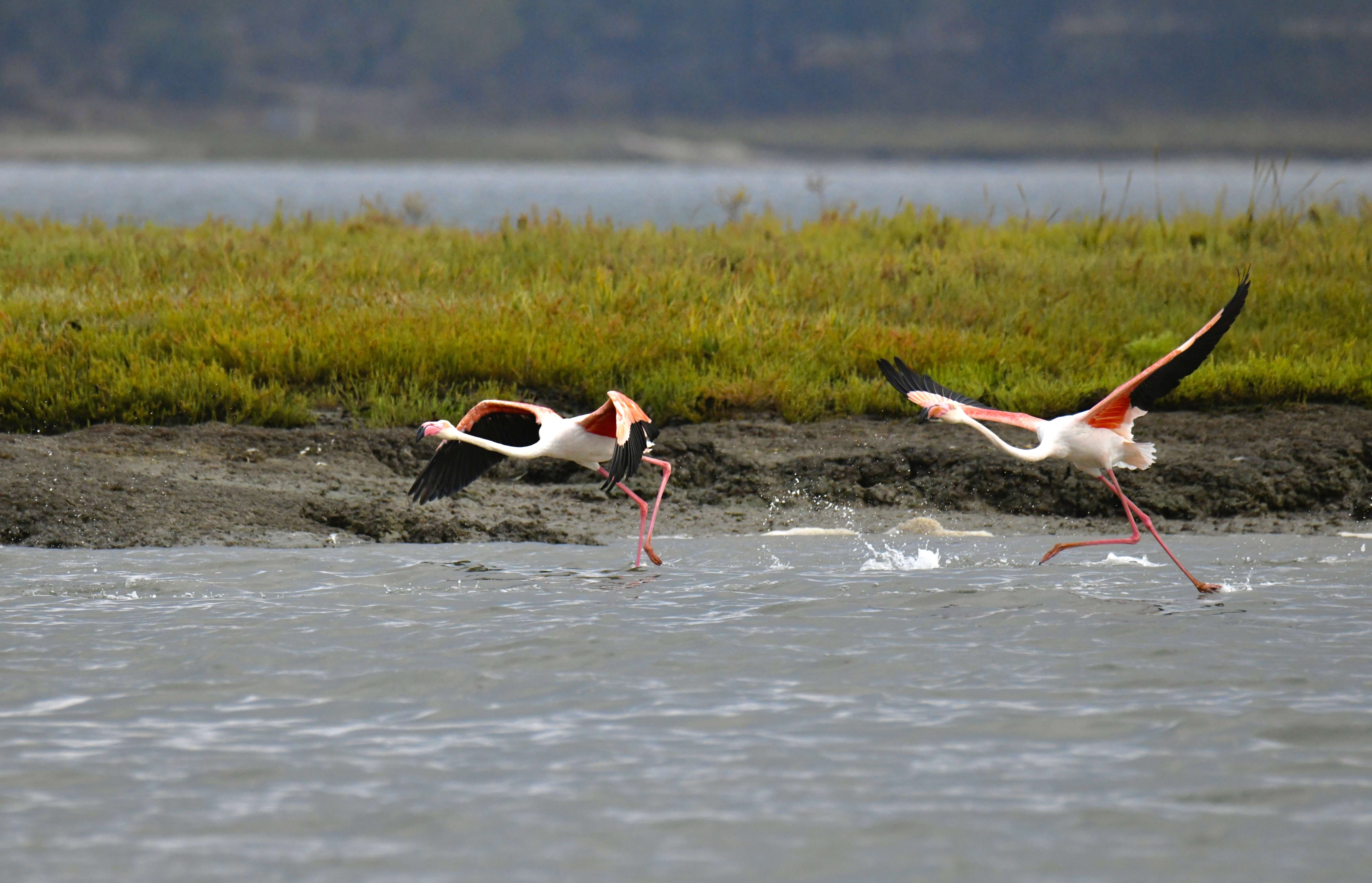 Imagem de Phoenicopterus roseus Pallas 1811