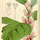 Image of Pavonia strictiflora (Hook.) G. L. Esteves