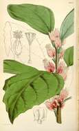 Image of Pavonia strictiflora (Hook.) G. L. Esteves