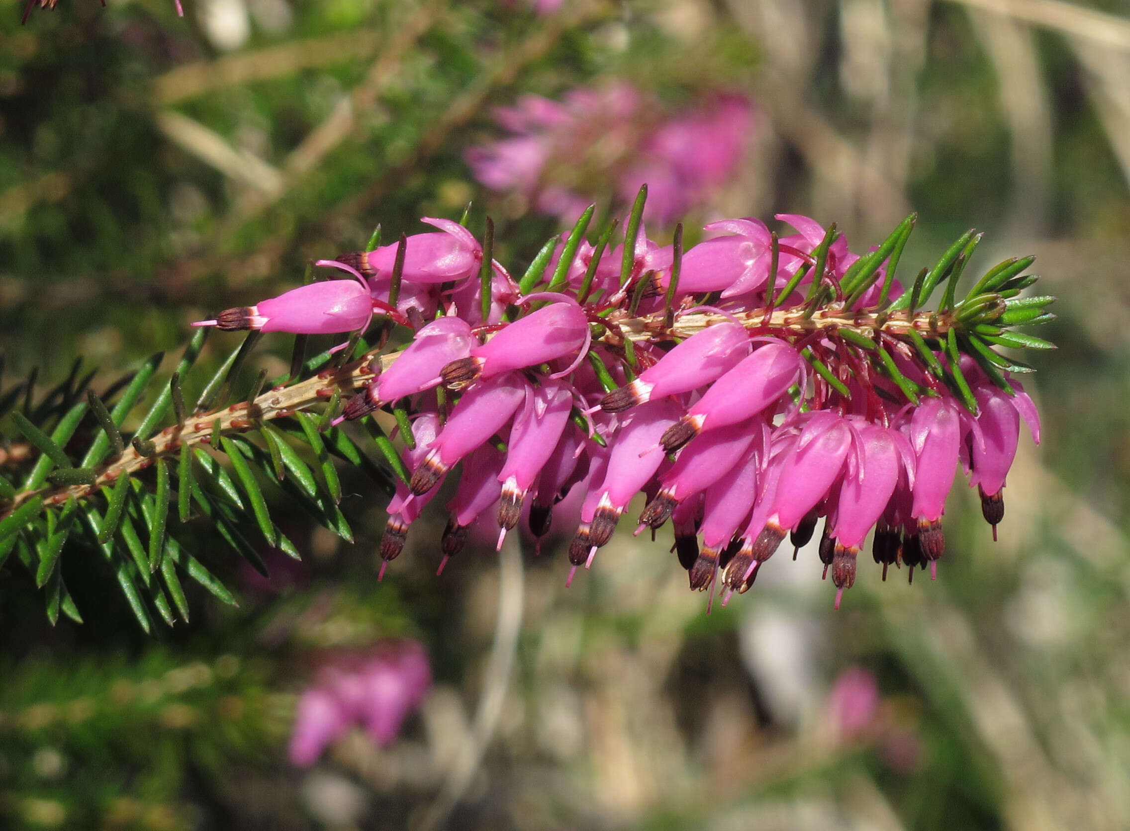 Imagem de Erica carnea L.