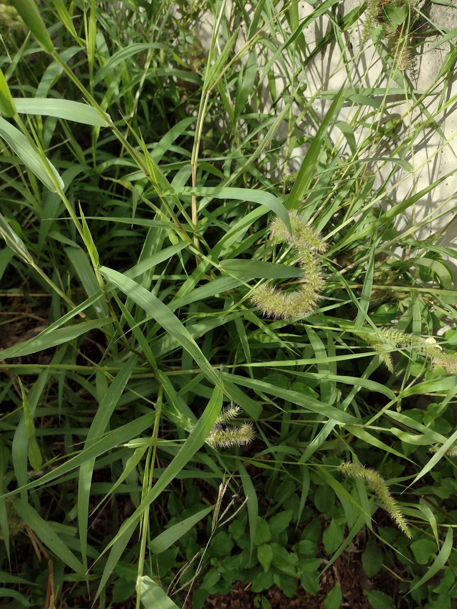 Image of bristly foxtail