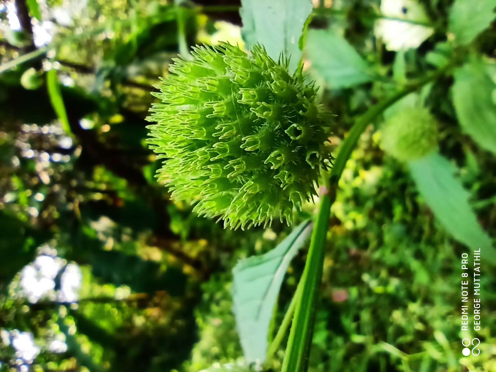 Image of false ironwort