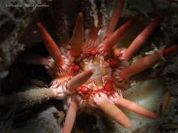 Image of slate pencil urchin