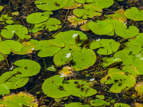 Image de Faux Nénuphar des Indes