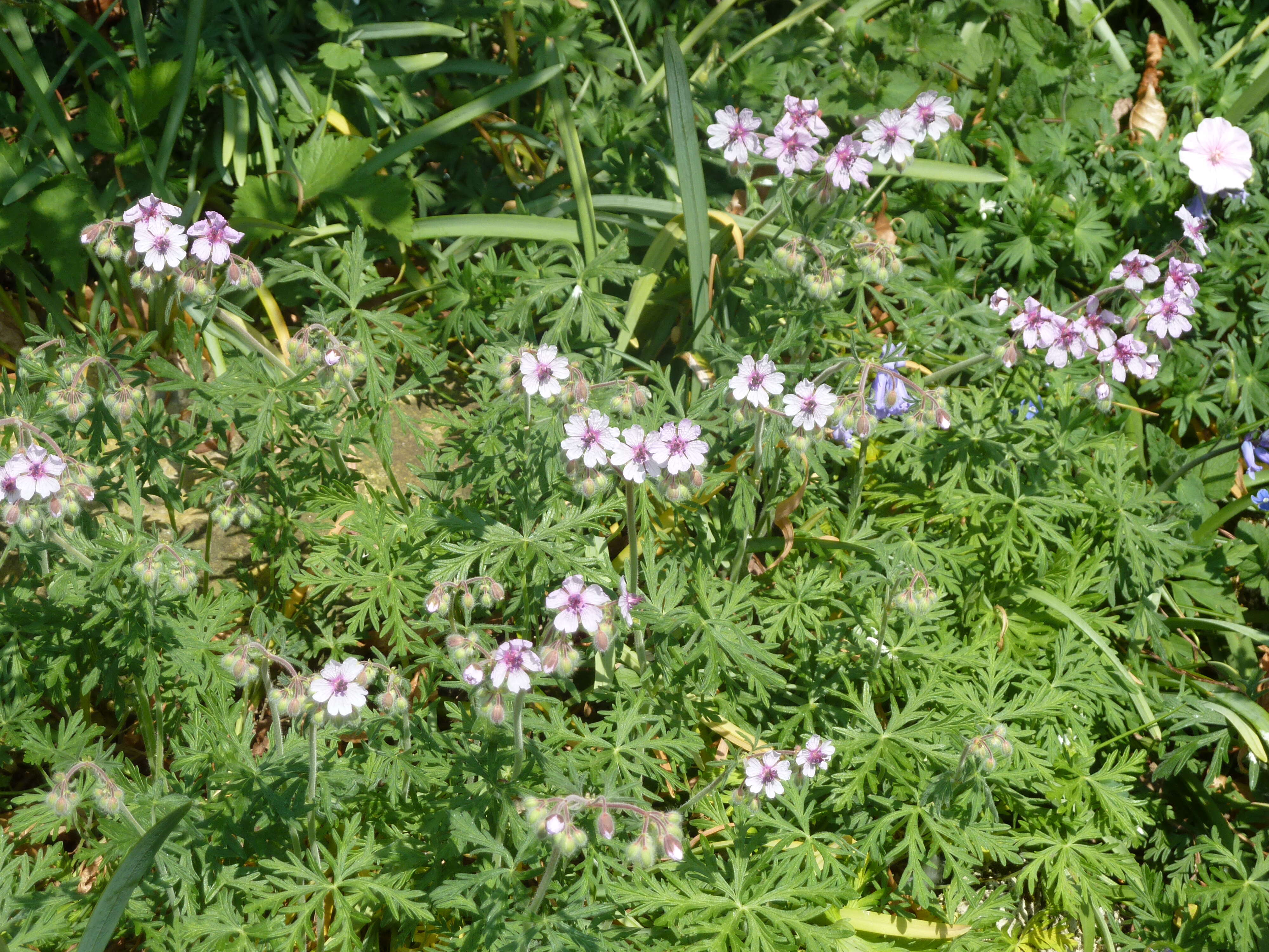 Image of Tuberous Cranesbill