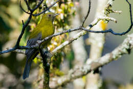 Image of Gray-winged Cotinga