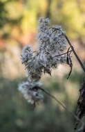 Image of hemp agrimony