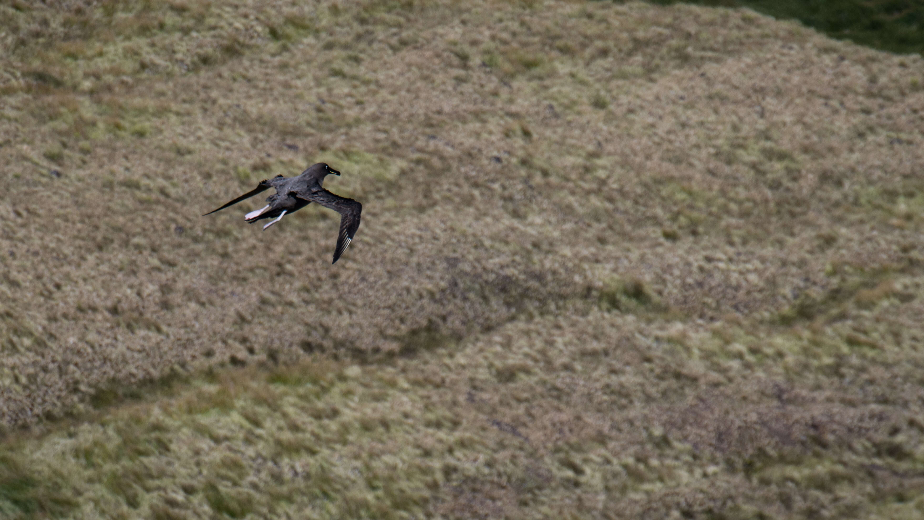 Image of Dark-mantled Sooty Albatross