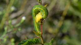 Image of Clouded sulphur