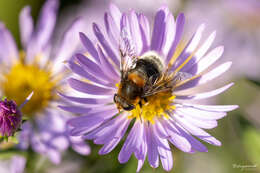 Image of Eristalis intricaria (Linnaeus 1758)