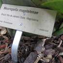 Image of Neoregelia magdalenae L. B. Sm. & Reitz