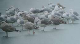 Image of Lesser Black-backed Gull